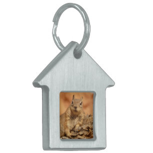 Placa Para Mascotas Gandulear la etiqueta del mascota del Chipmunk