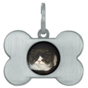 Placa Para Mascotas Gatito negro y blanco