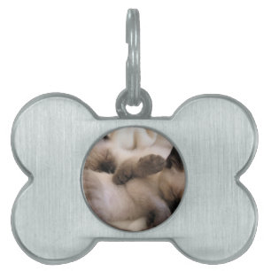 Placa Para Mascotas Gatito siamés lindo del gato del mascota de los