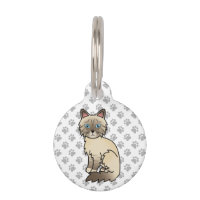 Gato Birman de Tabby de Punta de Chocolate e Infor