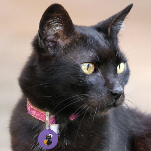 Placa Para Mascotas Gato negro lindo púrpura espeluznante de Halloween