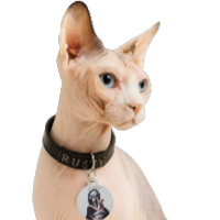 Gato Sphynx Sin Pelo Alien Nombre Personalizado Et
