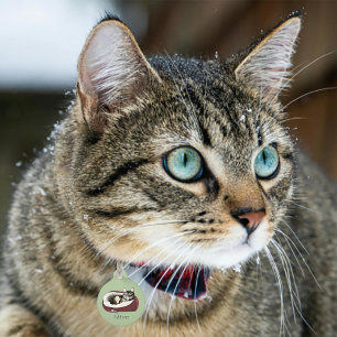 Placa Para Mascotas Gato Tabby Perezoso Sarcástico Humor Verde Salvia