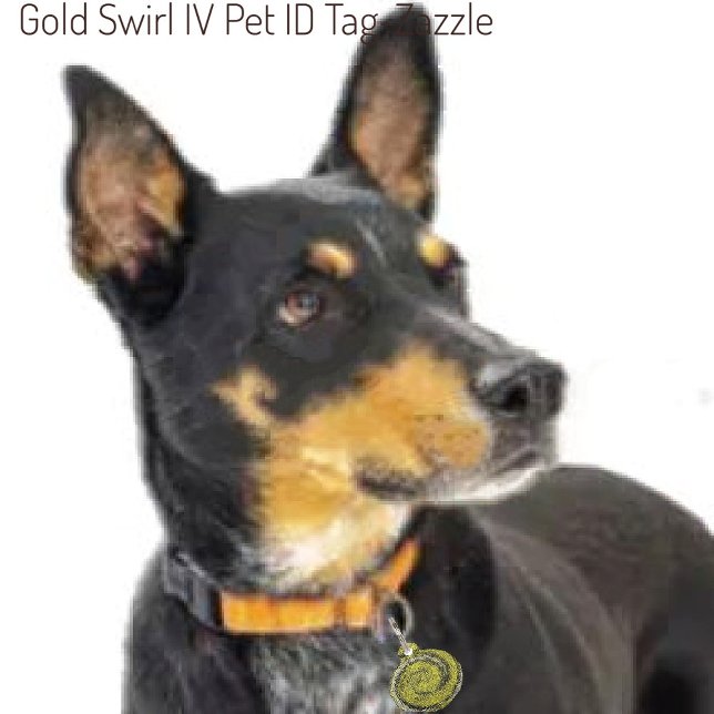 Placa Para Mascotas Giro dorado IV (Subido por el creador)