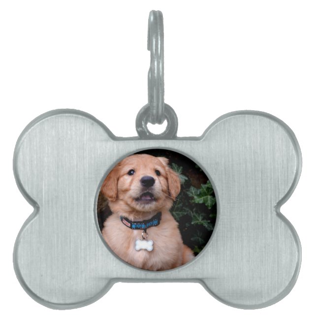 Placa Para Mascotas Golden Retriever Puppy (Frente)