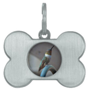 Placa Para Mascotas Green Ruby little Hummingbird