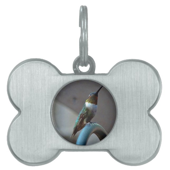 Placa Para Mascotas Green Ruby little Hummingbird (Frente)