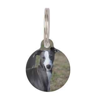 Placa Para Mascotas Greyhound italiano