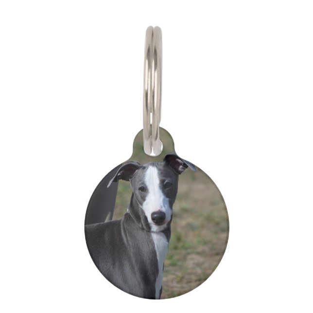 Placa Para Mascotas Greyhound italiano (Anverso)