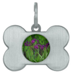 Placa Para Mascotas Hermoso Iris Morado