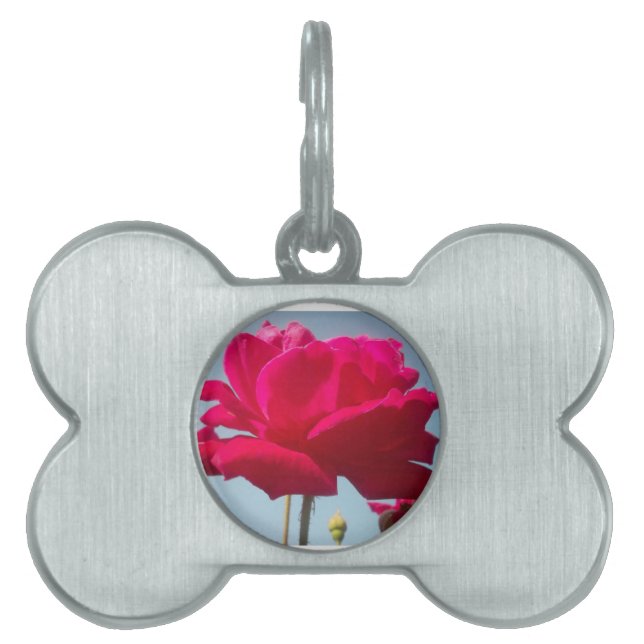 Placa Para Mascotas Hermoso Rosa Celestial Rojo Contra Azul (Frente)