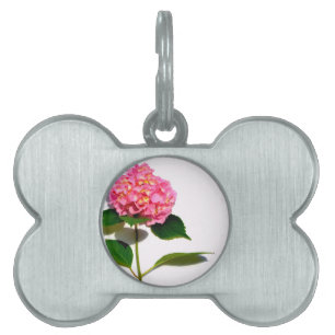 Placa Para Mascotas Hidrangea rosa Flor rosa rosa floral rosa