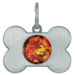 Placa Para Mascotas Hojas de otoño coloridas, hojas de arce naranja ro