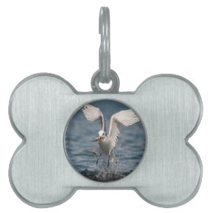 Placa Para Mascotas Hovering Kittiwake