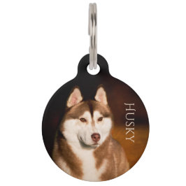 Placa Para Mascotas Husky siberiano