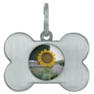 Placa Para Mascotas Impresión de arte de girasol