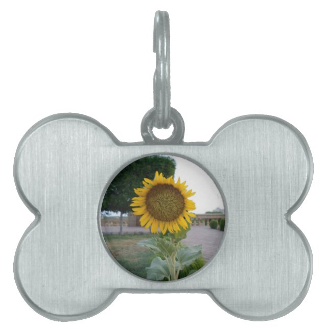 Placa Para Mascotas Impresión de arte de girasol (Frente)