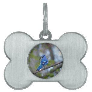 Placa Para Mascotas Jay azul