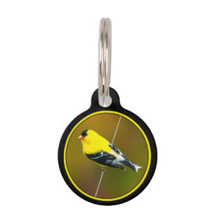 Placa Para Mascotas Jilguero Americano - Fotografía Original
