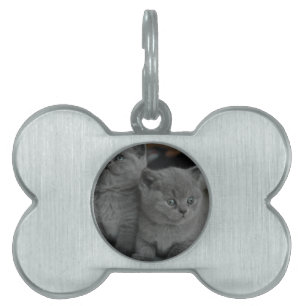 Placa Para Mascotas jovencito gatito mascota purr meow kitty lindo gat