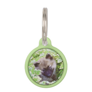 Placa Para Mascotas Keeshond Puppy en el jardín pintando arte original