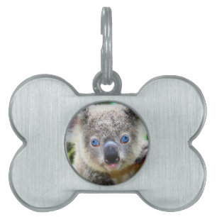 Placa Para Mascotas Koala Bears