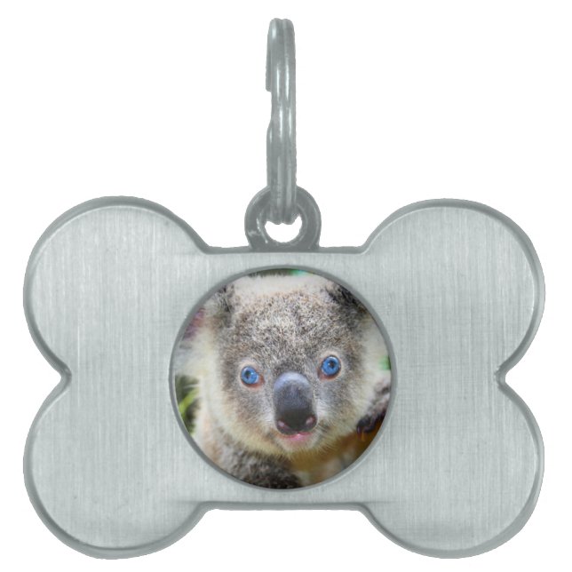 Placa Para Mascotas Koala Bears (Frente)