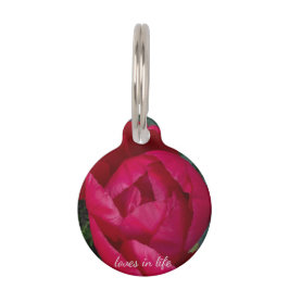 Placa Para Mascotas La bella y floreciente Peonia Roja