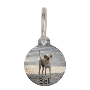 Placa Para Mascotas Laboratorio