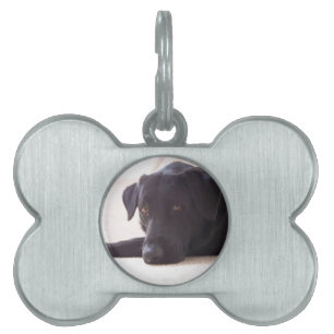 Placa Para Mascotas labrador retriever