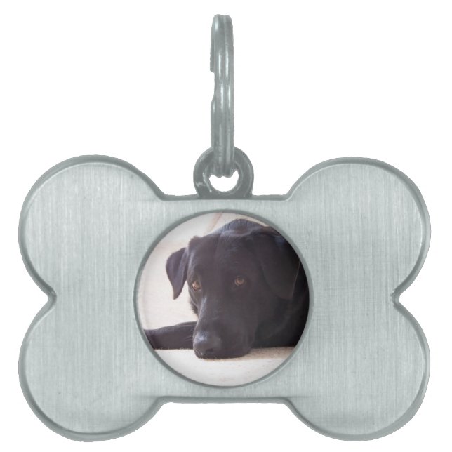 Placa Para Mascotas labrador retriever (Frente)