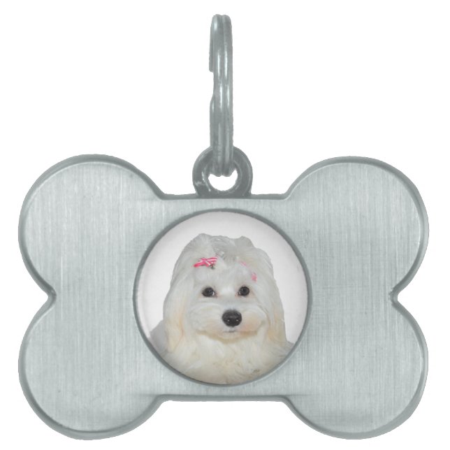 Placa Para Mascotas Lili maltesa blanca suave (Frente)