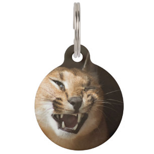 Placa Para Mascotas Lince Tonto