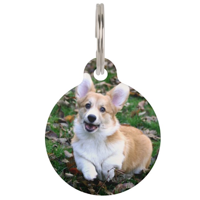 Placa Para Mascotas Lindo perro Corgi saltando (Anverso)