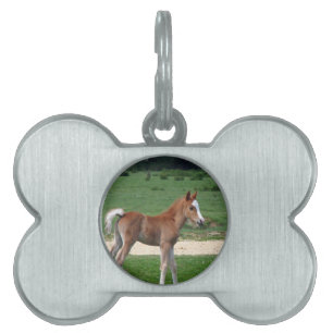 Placa Para Mascotas Los regalos de destino de los estafadores de bebé 