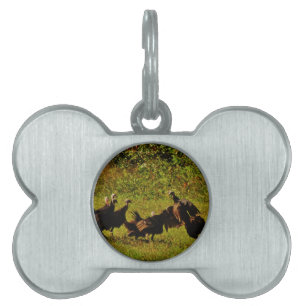 Placa Para Mascotas Luchando contra los pavos salvajes en las montañas