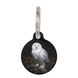 Placa Para Mascotas Majestuoso búho de invierno
