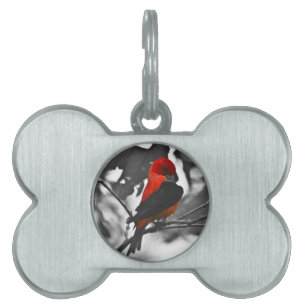 Placa Para Mascotas Male Scarlet Tanager