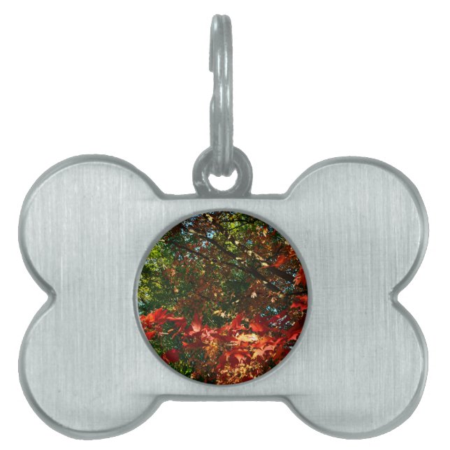 Placa Para Mascotas Maple japonés en otoño (Frente)