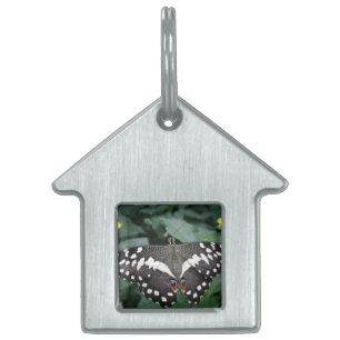 Placa Para Mascotas Mariposa de limón y etiqueta de mascota de flores