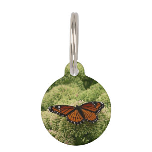 Placa Para Mascotas Mariposa Viceroy Hermosa Fotografía de la Naturale