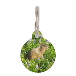 Placa Para Mascotas Marmot en Mont Rainier Wildflowers