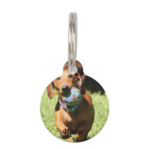 Placa Para Mascotas Mascota personalizado Foto y texto