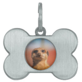 Placa Para Mascotas Meerkat_2015_0401