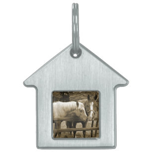Placa Para Mascotas Mejores amigos