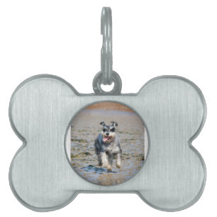 Placa Para Mascotas mini schnauzer-corriendo