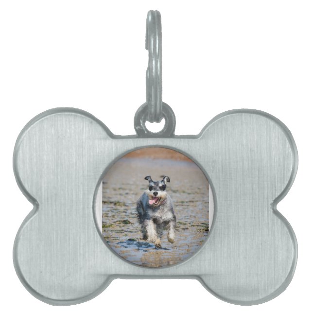 Placa Para Mascotas mini schnauzer-corriendo (Frente)