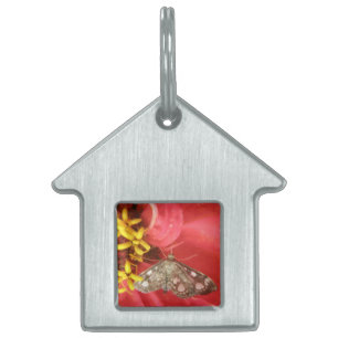 Placa Para Mascotas Moda de bonito en etiqueta de mascota de flor roja