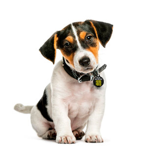 Placa Para Mascotas Moderno ID simple QR Dog
