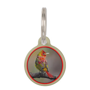 Placa Para Mascotas Moldura de Tanager de escarlata - Fotografía origi